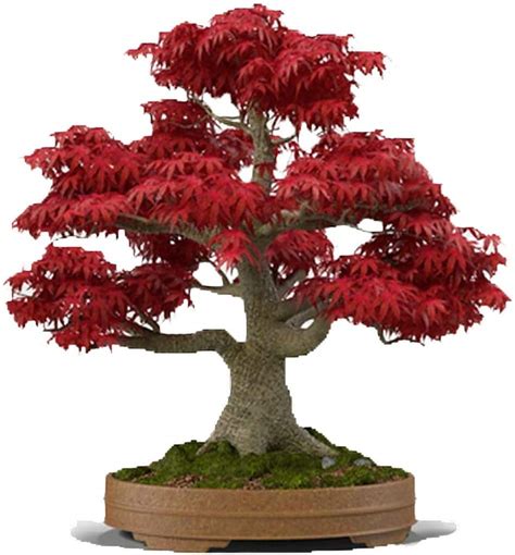 Buy Bonsai Tree Japanese Red Le 20 Highly Prized For Bonsai