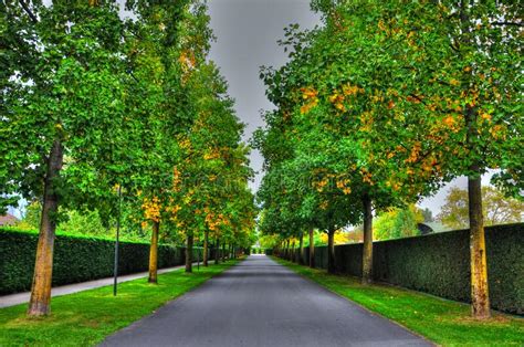 Beautiful Green Tree Alley Stock Photo Image Of Majestic 217504142