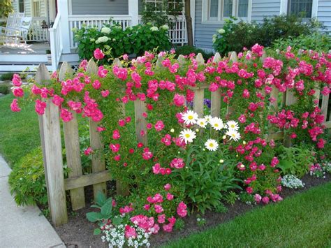 40 Best And Beautiful Climbing Flowers For Fences 37 Climbing Roses On