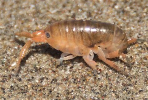Are Sand Fleas Different Than Regular Fleas Do Sand Fleas Fly Or Jump