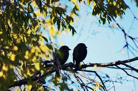 Two Love Birds On A Tree Branch Photograph By Trude Janssen Pixels