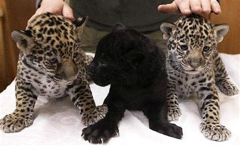 Jaguar Cubs Black Or Spotted Baby Animal Zoo