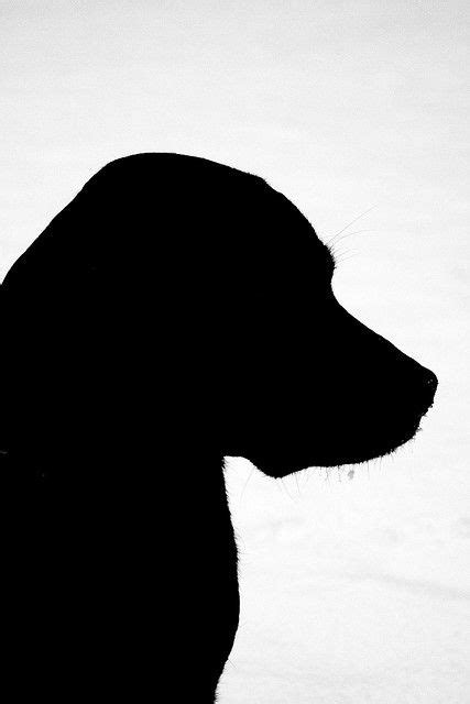 Chocolate Lab Silhouette At Getdrawings Free Download