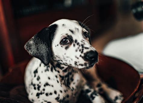 The Top 20 Cutest Dog Breeds In The World Ranked According To Science