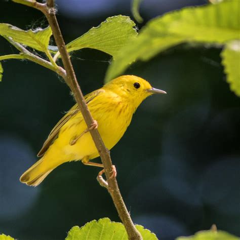 Spotted Many Yellow Warblers While In Billy Frank Jr Nisqually