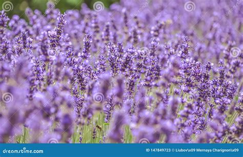 Blooming Purple Lavender Flowers And Green Grass In The Meadows Or