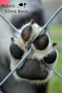 Please Dont Leave Me Here Please Come Back Animal Rescue I Love