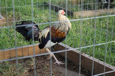 Cross Roosters Nichols Game Fowl Farm