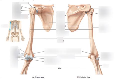 Right Humerus Anterior And Posterior View Diagram Quizlet