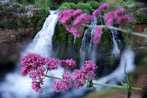 Beautiful Scenery With Purple Flowers Against Waterfall Beceite Teruel Province Spain Stock
