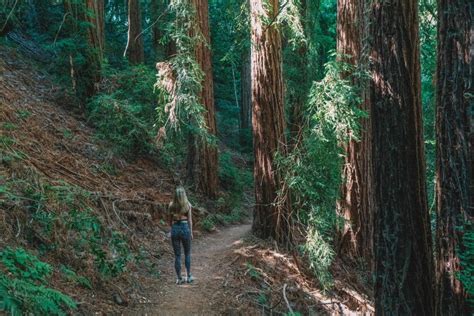 9 Best Places To See Redwoods Near San Francisco In 2023