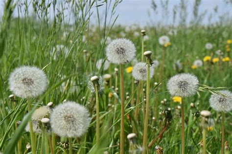 Dandelion In Green Field Meadow At Spring Free Image Download