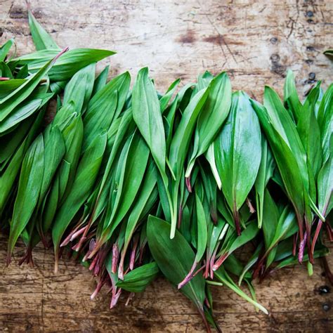 Spring Foraging Ramps Wild Food Foraging Foraging For Ramps Also