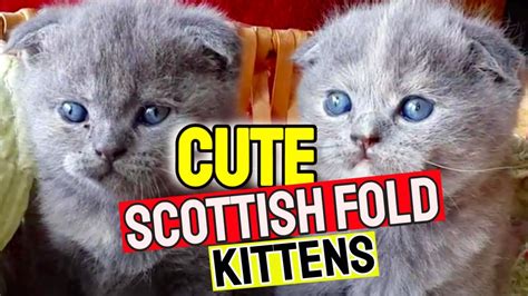 Scottish Fold Cat Cute Scottish Fold Kitten Scottish Fold
