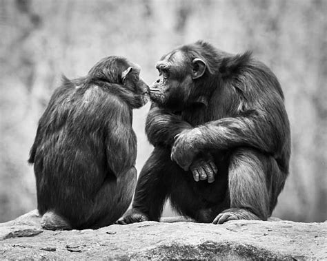 Kissing Monkey Stock Photos Pictures And Royalty Free Images Istock
