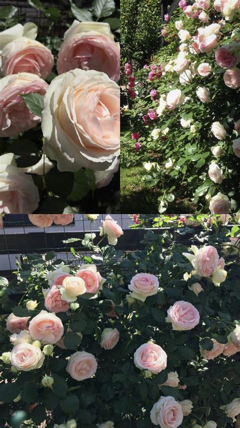 Eden Rose Second Year In My Garden Rroses