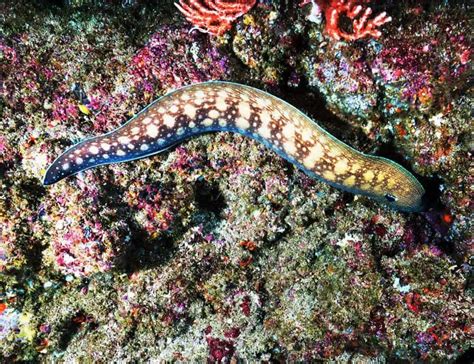 Eel Facts You Don T Know About These Elusive Creatures