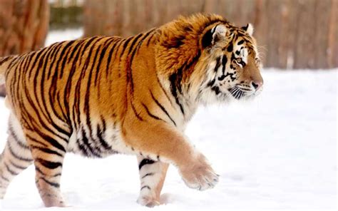 Siberian Tiger Tiger Facts And Information