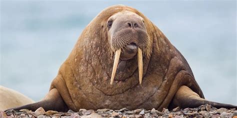 What Do Walruses Eat How Do They Hunt Their Prey
