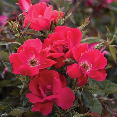 Knock Out Rose Spring Meadow Wholesale Liners Spring Meadow Nursery
