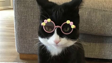 Funny Cat With Weird Sunglasses Youtube