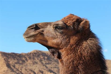 ^ infoplease.com > health and science > environment and nature > nature > gestation, incubation, and longevity of selected animals by james g. 10 Facts about Dromedary Camels | Fact File