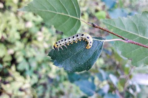 Caterpillars Eat Birch Leaves Insects In Nature Stock Image Image Of Macro Leaf 157423729