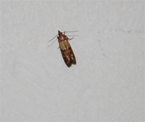 Incredible Tiny Light Brown Bugs In House References Octopussgardencafe