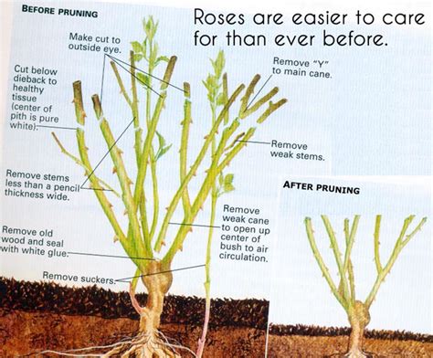 Pruning Roses Geranium Blog