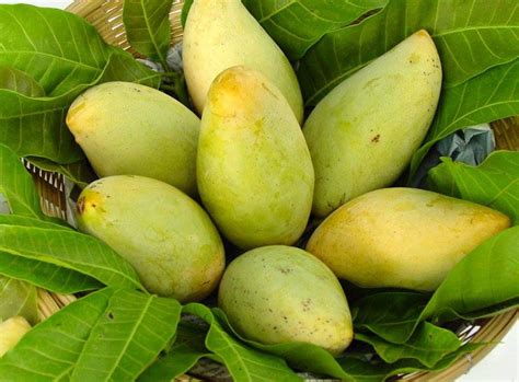 2 green kyo savoy mangoes. Vietnamese mangoes find ways to enter Australian market ...