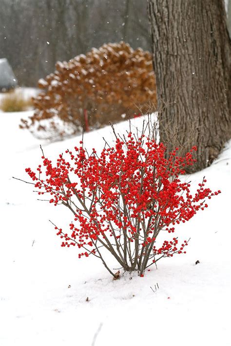 Berry Poppins Winterberry Ilex Verticillata Winter Plants