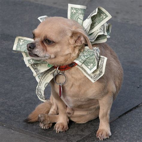 Pictures Of Cute Dogs With Money Popsugar Pets