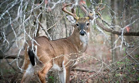 White Tailed Deer — Texas Parks And Wildlife Department