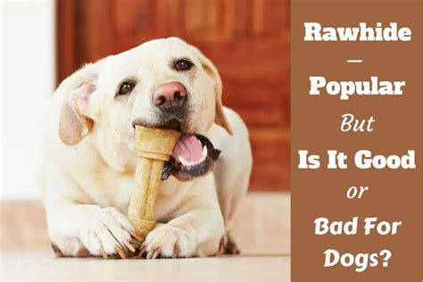 Is Rawhide Bad For Dogs Or Is It Good And Safe