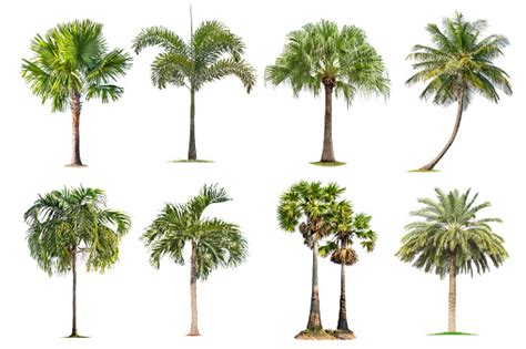 Coconut And Palm Trees Isolated Tree On White Background Stock Photo