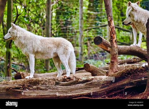 Pack Of Gray Wolves Canis Lupus In Its Natural Habitat Stock Photo