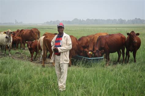 Aussie Beef Science Supports African Farmers The Beef Site