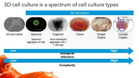 Culture 3D / 3d Cell Culture Vs Traditional 2d Cell Culture Explained ...