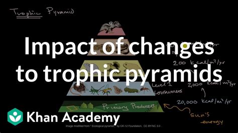 Impact Of Changes To Trophic Pyramids High School Biology Khan