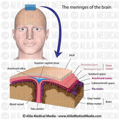 Alila Medical Media Meninges Do Cérebro Diagrama Sem Rótulo
