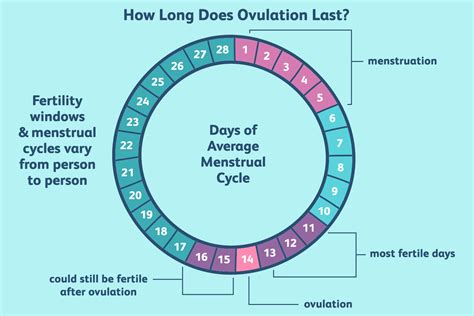 How Long Does Ovulation Last Finding Your Fertile Days