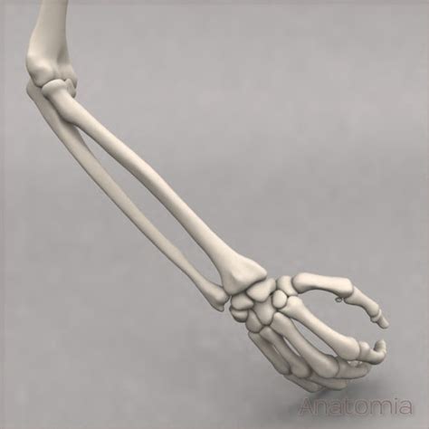 Read on to learn more about the bones, muscles, nerves, and vessels of the upper arm and forearm, as well as common arm problems you may encounter. 3d max male human arm skeleton