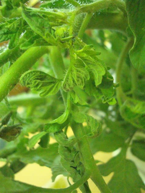 How to diagnose and control most common tomato plant diseases. University of Illinois Plant Clinic: A Few Tomato Diseases ...