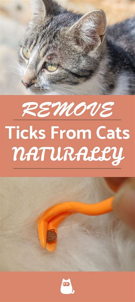 How To Remove Ticks From Cats Effective Home Remedies In 2021 Tick
