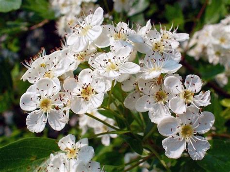 Check spelling or type a new query. Maytide in Nottinghamshire | White flowering trees ...