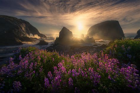 Wildflower Sea Oregon Coast Marc Adamus Photography
