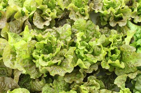 Prizehead Lettuce Not Treated Seedway