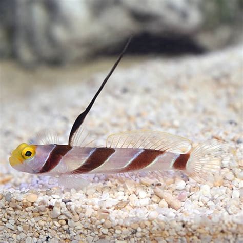 Hi Fin Red Banded Goby Quarantined Fish
