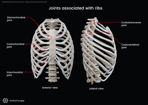 Ribs Encyclopedia Anatomyapp Learn Anatomy 3d Models Articles