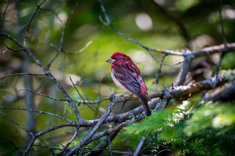 Birds In Indiana 27 Most Impressive And Colorful Species In This State